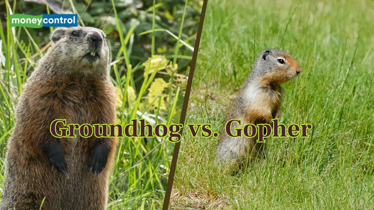 Groundhog vs. Gopher: Nature’s Underground Engineers | Moneycontrol News