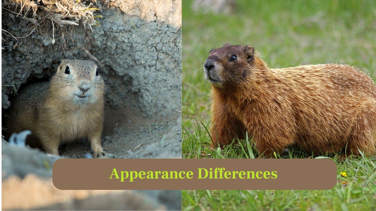 6. Appearance Difference: Groundhogs have stout bodies and short tails. Gophers are compact, with fur-covered, cheek pouches for carrying food underground. (Image: Canva)