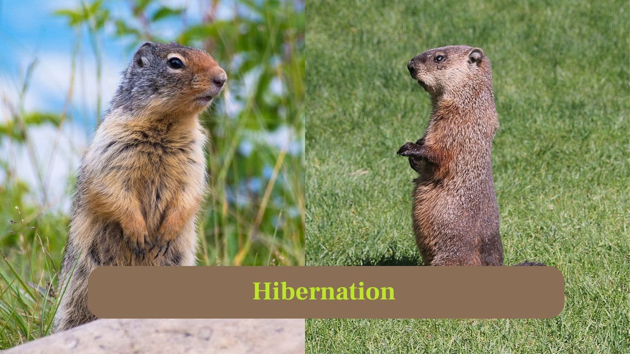 5. Hibernation: Groundhogs hibernate for months in winter, lowering body temperature and slowing metabolism. Here, gophers stay active year-round underground. (Image: Canva)