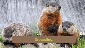 Groundhog vs. Gopher: Nature’s Underground Engineers