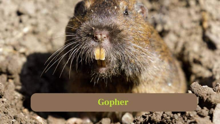 2. Gopher: Gophers are smaller rodents that live almost entirely underground, building extensive tunnel systems and storing food in their burrows. (Image: Canva)