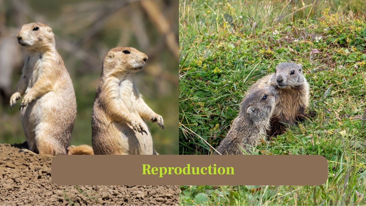 10. Reproduction: Groundhogs breed once a year in spring, producing 2–6 pups. The gophers have similar breeding habits but usually fewer offspring per litter. (Image: Canva)