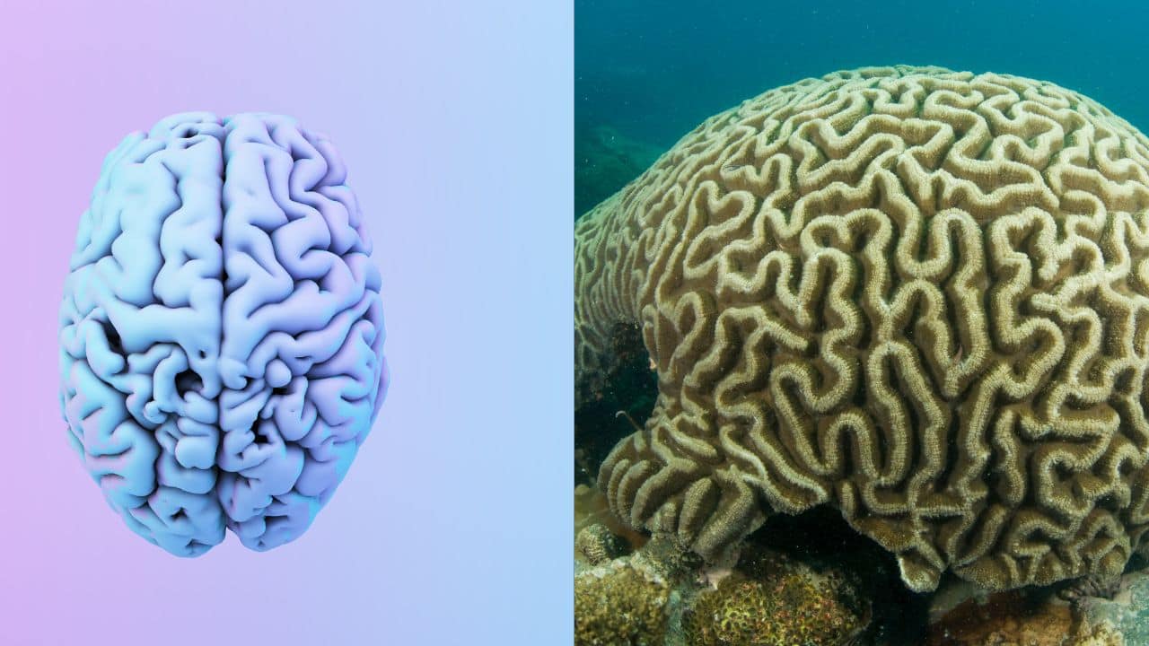 Brain – Coral: The human brain and brain coral share uncanny folds and patterns, both representing intricate networks—one of thought, the other of underwater life. (Image: Canva) Brain – Coral: The human brain and brain coral share uncanny folds and patterns, both representing intricate networks—one of thought, the other of underwater life. (Image: Canva)