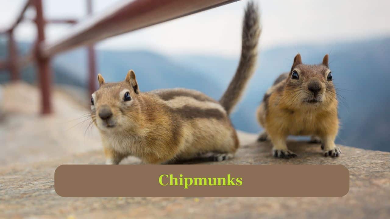 5. Chipmunks: Chipmunks build extensive underground tunnels with storage chambers to hoard seeds and nuts, providing food security and protection from predators. (Image: Canva)