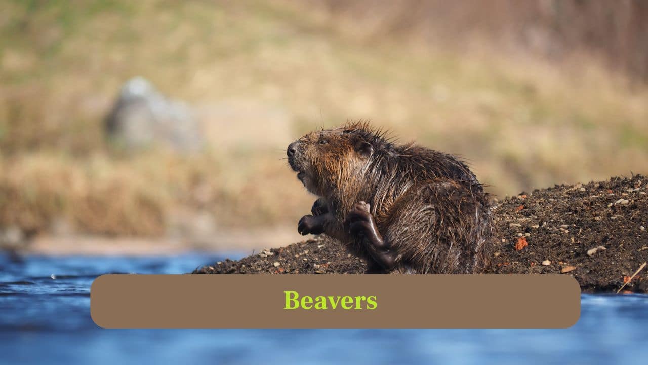 10. Beavers: Beavers dig burrows into riverbanks to create safe dens, storing food and sheltering from predators while engineering aquatic ecosystems. (Image: Canva)