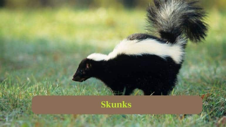 4. Skunks: Skunks dig burrows for shelter, safety and raising young, while hunting insects underground, showing impressive digging and survival skills. (Image: Canva)