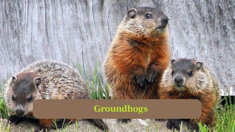 1. Groundhogs: Groundhogs are large rodents that dig extensive dens for shelter, hibernation and raising their young, affecting soil aeration positively. (Image: Canva)