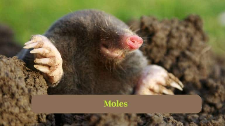 3. Moles: Moles spend almost all their lives underground, digging tunnels to hunt insects, aerate soil, and construct temporary nests safely. (Image: Canva)