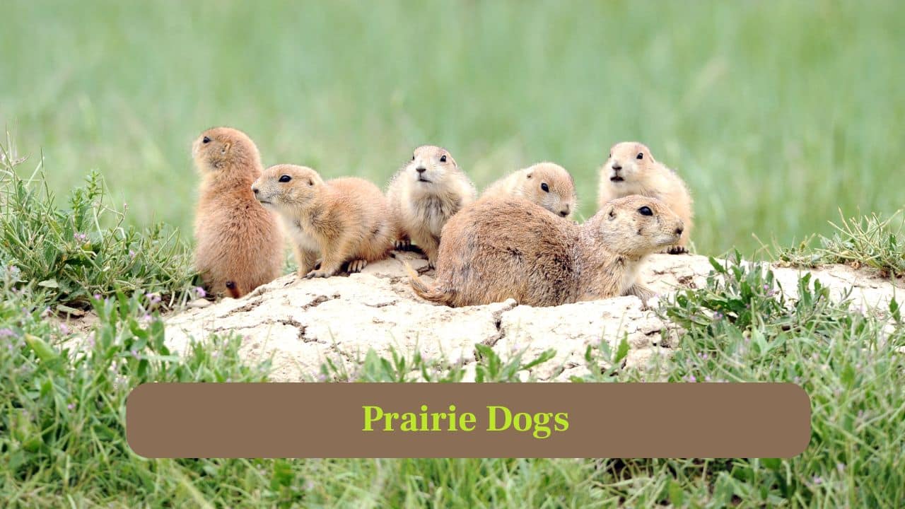 8. Prairie Dogs: Prairie dogs dig complex burrow systems with multiple entrances and chambers, providing homes for entire colonies and shelter for predators. (Image: Canva)
