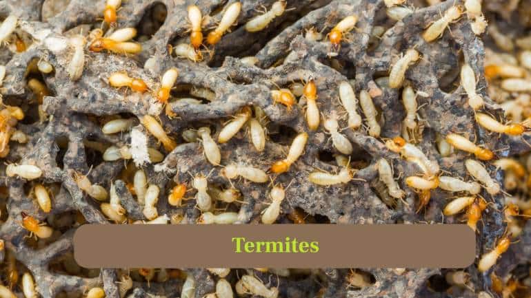 9. Termites: Termites build enormous underground nests with ventilation systems, tunnels, and chambers, engineering one of the most complex structures in the insect world. (Image: Canva)