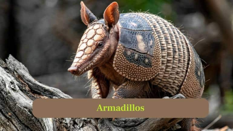 6. Armadillos: Armadillos dig burrows for shelter and hunting insects, contributing to soil turnover while keeping ecosystems balanced. (Image: Canva)