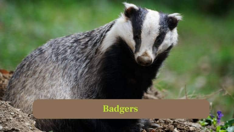 7. Badgers: Badgers are expert diggers, creating large burrow systems called setts that last decades, housing multiple generations of family groups. (Image: Canva)
