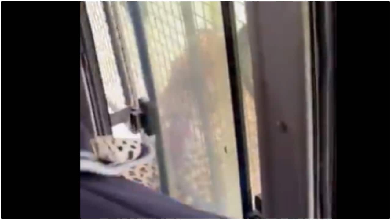 Woman injured after leopard claws her hand through bus window during safari at Bengaluru park. Video