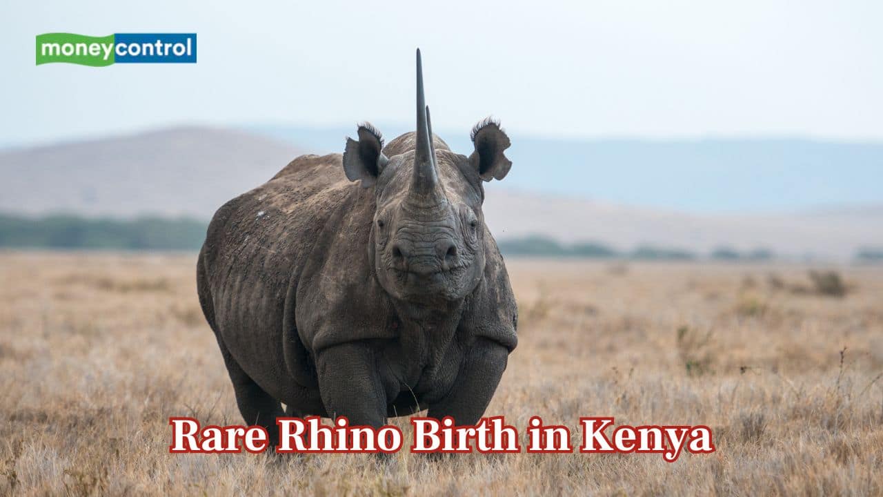 Critically endangered black rhino born in Kenya, raising fresh hope