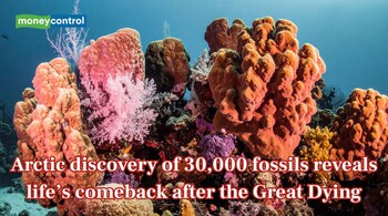 Earliest oceanic reptile ecosystem found on Arctic island after vast fossil haul (Image: Canva)