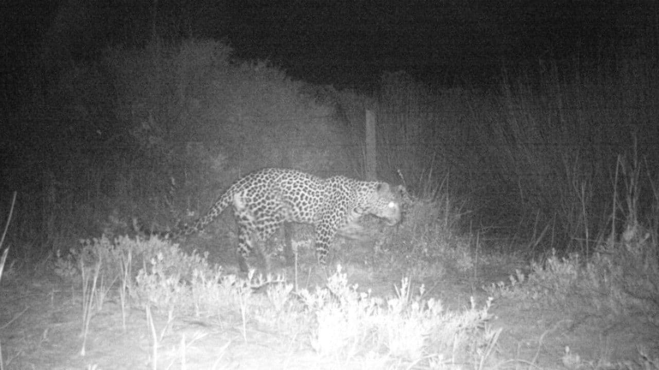 First leopard in 170 years recorded in West Coast region