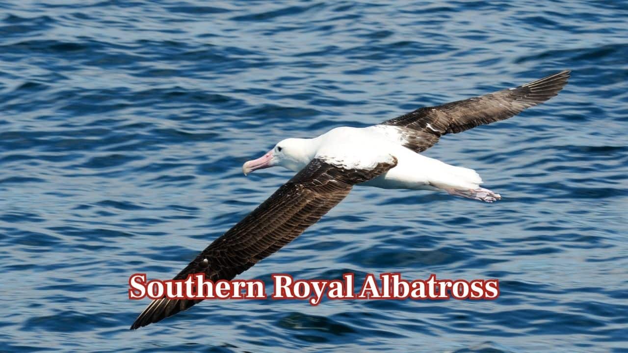 <strong>Southern Royal Albatross:</strong> With wings up to almost 3.5 meters, this graceful albatross soars above the Southern Ocean. Its long, powerful wings help it cover enormous distances while searching for squid and fish. (Image; Canva)