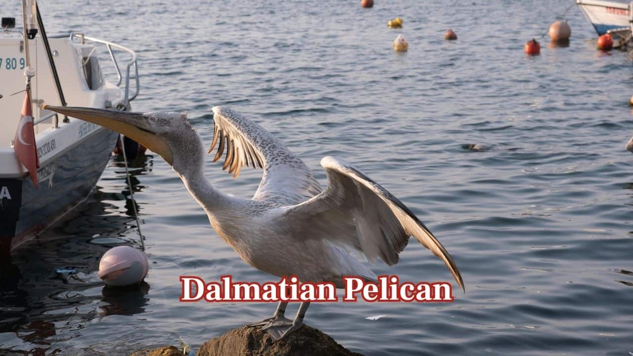 <strong>Dalmatian Pelican:</strong> This huge pelican spreads wings of about 3.2 metres. Its broad silvery feathers lift its heavy body effortlessly as it glides across wetlands, lakes, and slow-moving rivers. (Image: Canva)