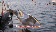 <strong>Dalmatian Pelican:</strong> This huge pelican spreads wings of about 3.2 metres. Its broad silvery feathers lift its heavy body effortlessly as it glides across wetlands, lakes, and slow-moving rivers. (Image: Canva)