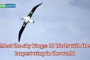 Meet the sky kings: 10 birds with the largest wings in the world Meet the sky kings: 10 birds with the largest wings in the world