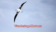 <strong>Wandering Albatross:</strong> This giant of the ocean has wings reaching up to 3.7 meters. It can stay aloft for hours, not flapping but using strong sea winds to cover thousands of kilometres across the Southern Ocean. (Image: Canva)