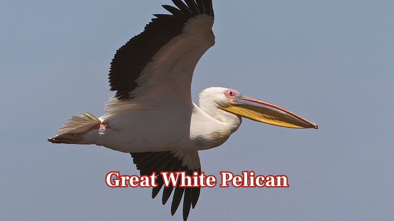 <strong>Great White Pelican:</strong> Its wide wings stretch up to 3.6 meters, enabling it to rise effortlessly with the thermals. The bird travels in large flocks, gliding gracefully and hunting waters rich with fish. (Image: Canva)