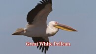 <strong>Great White Pelican:</strong> Its wide wings stretch up to 3.6 meters, enabling it to rise effortlessly with the thermals. The bird travels in large flocks, gliding gracefully and hunting waters rich with fish. (Image: Canva)