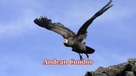 <strong>Andean Condor:</strong> The Andean Condor is a great glider with its wingspan of approximately 3.3 metres, soaring over the Andes on mountain thermals for great distances with minimum effort. (Image: Canva)