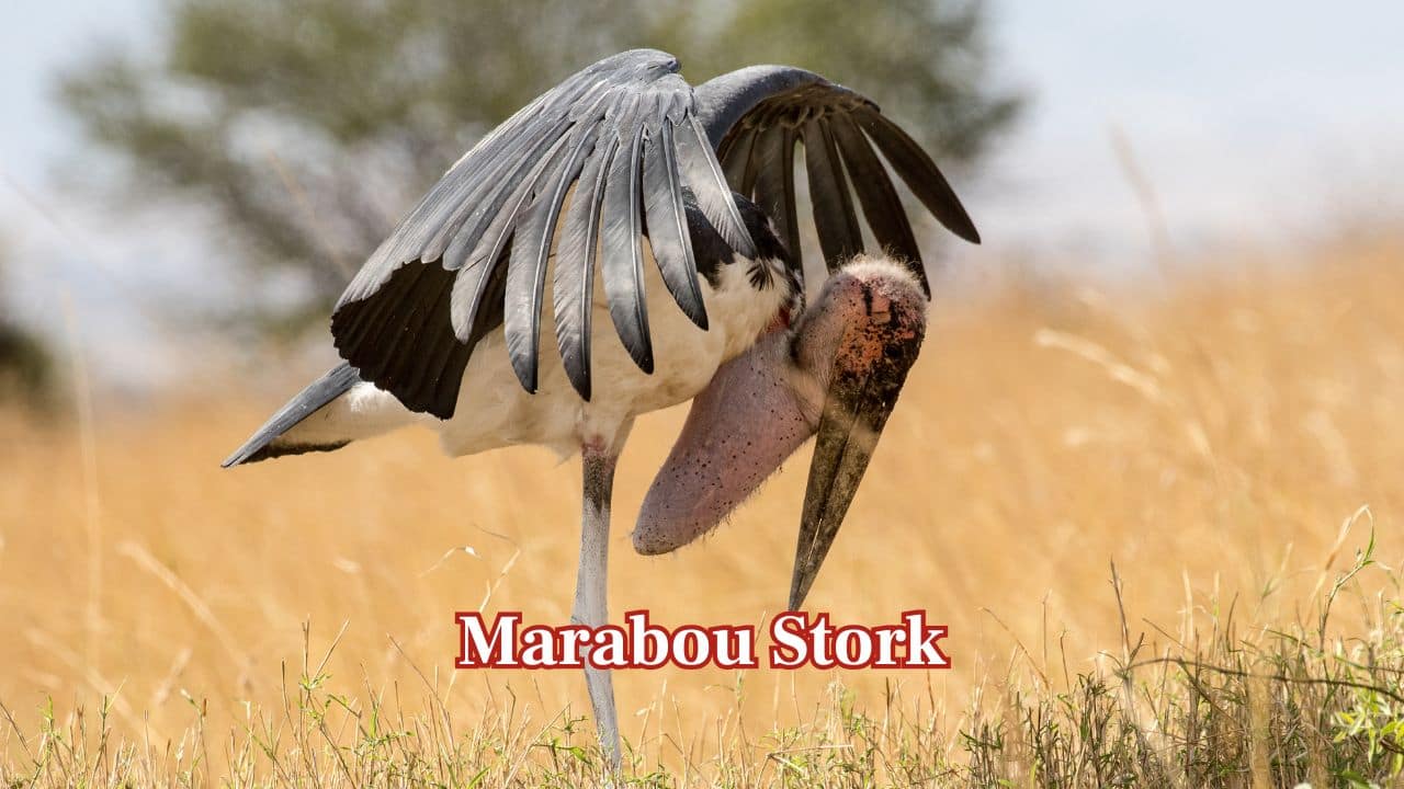 <strong>Marabou Stork:</strong> Its wings spread nearly 3.2 meters and help this tall stork soar surprisingly well. Though it looks quite unusual, it is an important scavenger throughout African savannas and wetlands. (Image: Canva)