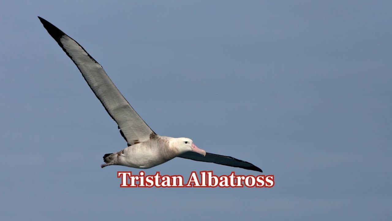 <strong>Tristan Albatross:</strong> This rare seabird carries wings reaching about 3.5 metres. It spends years roaming remote oceans, gliding endlessly over waves before returning to distant Atlantic islands to breed. (Image: Canva)