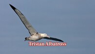 <strong>Tristan Albatross:</strong> This rare seabird carries wings reaching about 3.5 metres. It spends years roaming remote oceans, gliding endlessly over waves before returning to distant Atlantic islands to breed. (Image: Canva)