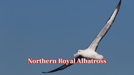 <strong>Northern Royal Albatross:</strong> This albatross, with its wings reaching almost 3.2 metres, soars across the Pacific. It may cover thousands of kilometres on a foraging trip, feeding on fish and squid, but comes ashore primarily in New Zealand to breed. (Image: Canva)