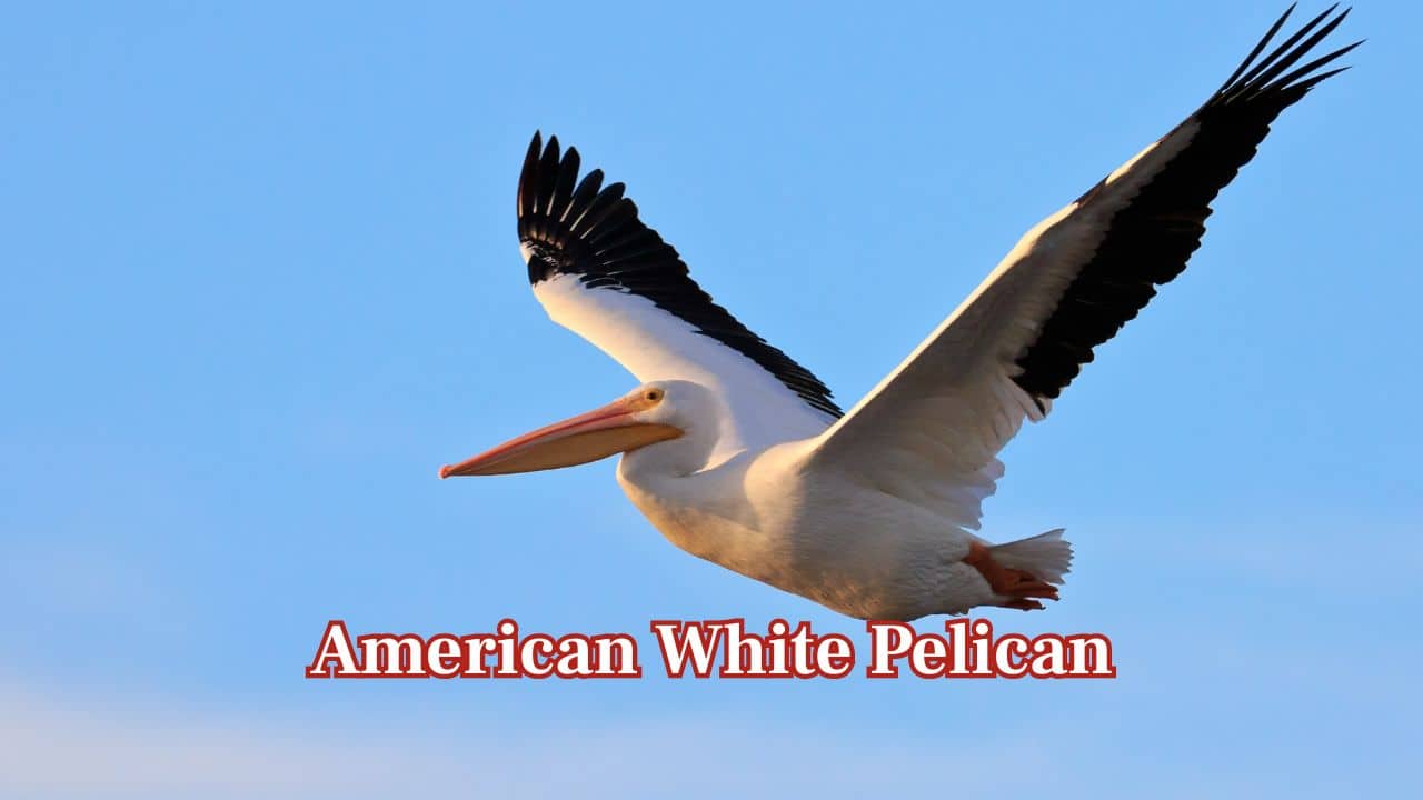 <strong>American White Pelican:</strong> Its wings reach nearly 3 meters, giving it a slow, powerful flight over lakes and wetlands; it migrates long distances in elegant formations across North America. (Image: Canva)