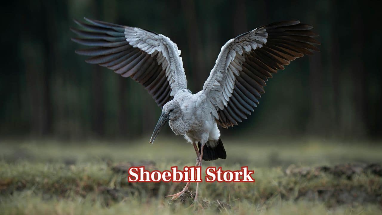 <strong>Shoebill Stork:</strong> The shoebill has a wingspan of about 2.7 metres, enabling it to fly low, powerfully, and steadily over swampy African habitats. Its broad wings support its heavy frame as it moves silently through wetlands. (Image: Canva)