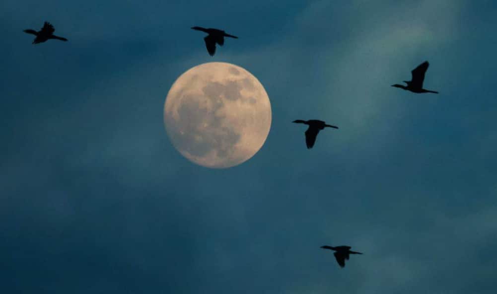 Scientists track over 1.2 billion birds in single night migration
