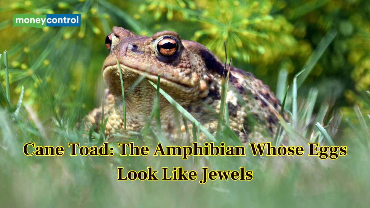 Cane Toad: The Amphibian Whose Eggs Look Like Jewels