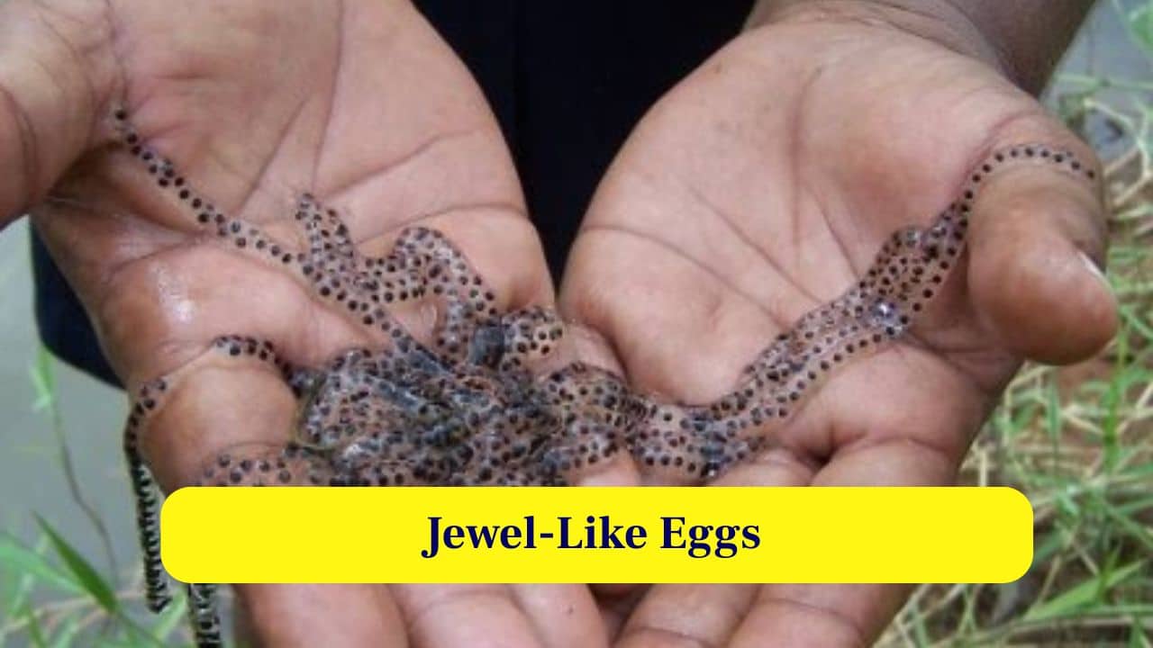 3. Jewel-Like Eggs: Their eggs resemble glittering jewellery strands, forming long translucent strings adorned with dark beads that shimmer beautifully underwater. (Image: Canva)
