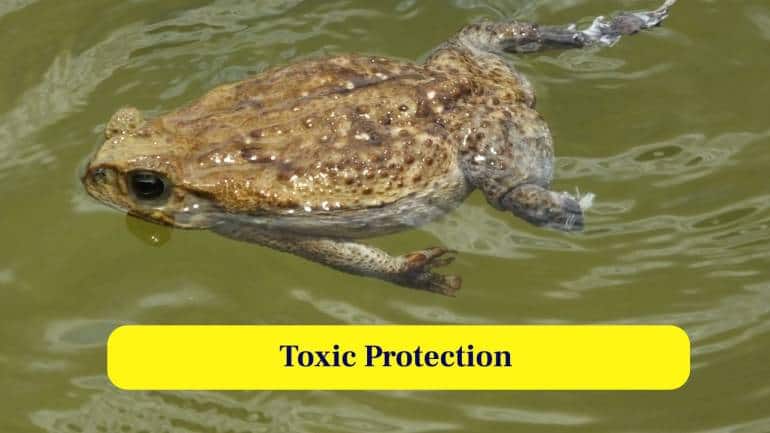 4. Toxic Protection: Even the eggs contain potent toxins, effectively deterring predators and offering young cane toads a strong defensive advantage before hatching. (Image: Canva)