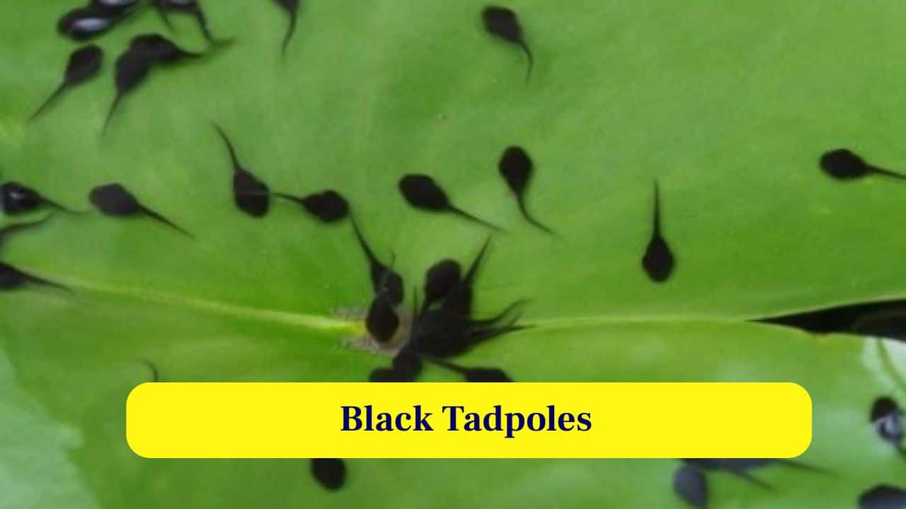 6. Black Tadpoles: Newly hatched tadpoles appear small, black and shiny, swimming together in dense clusters while remaining toxic to most predators. (Image: Canva)
