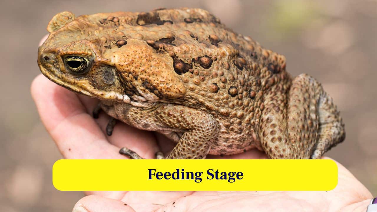 7. Feeding Stage: Cane toad tadpoles feed mainly on algae and organic matter, helping them grow rapidly while adapting to challenging aquatic conditions. (Image: Canva)