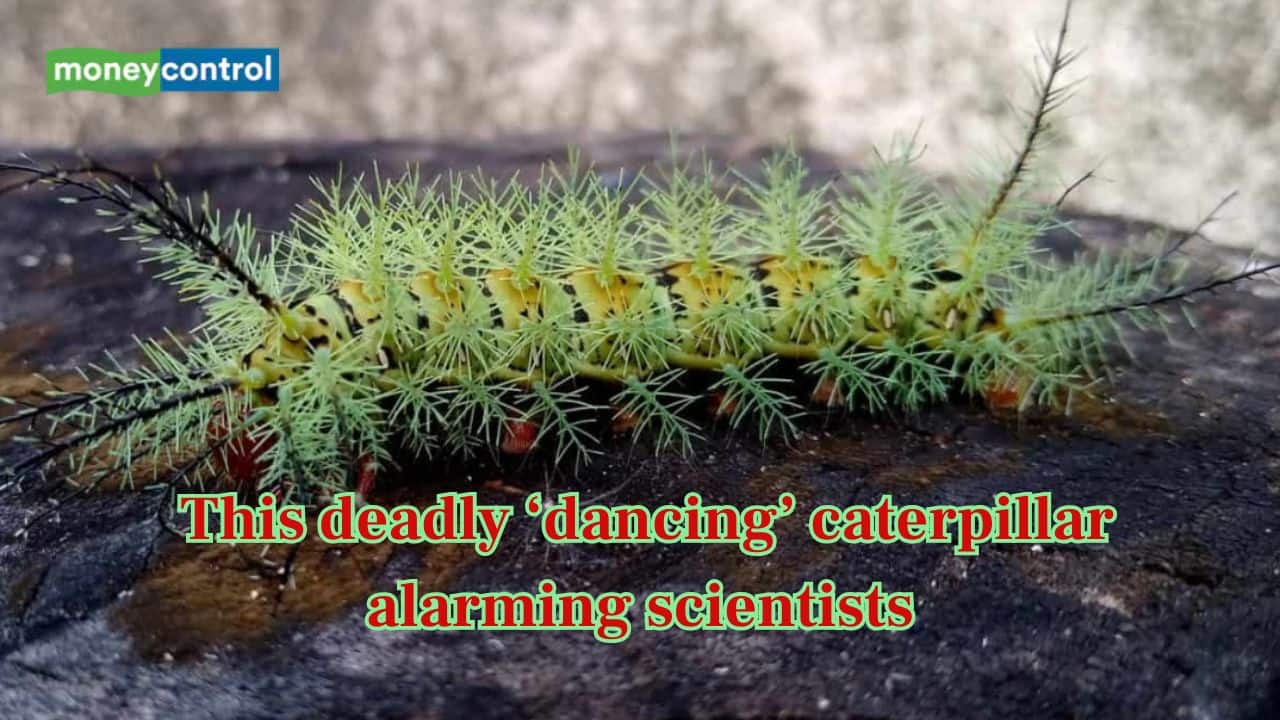 Meet Lonomia Catepillar, the deadly ‘dancing’ caterpillar alarming scientists