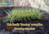 Meet Lonomia Catepillar, the deadly ‘dancing’ caterpillar alarming scientists