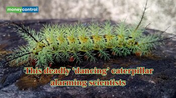 The deadly Lonomia caterpillar is alarming scientists (Image: Canva)