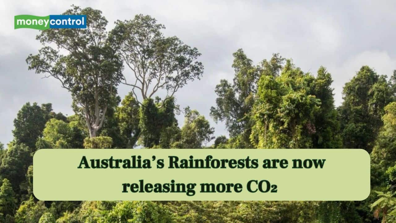 Scientists warn Australia’s rainforests are releasing more CO₂ than they absorb Scientists warn Australia’s rainforests are releasing more CO₂ than they absorb