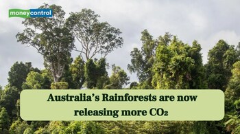 Scientists warn Australia’s rainforests are releasing more co₂ than they absorb (Image: Canva)