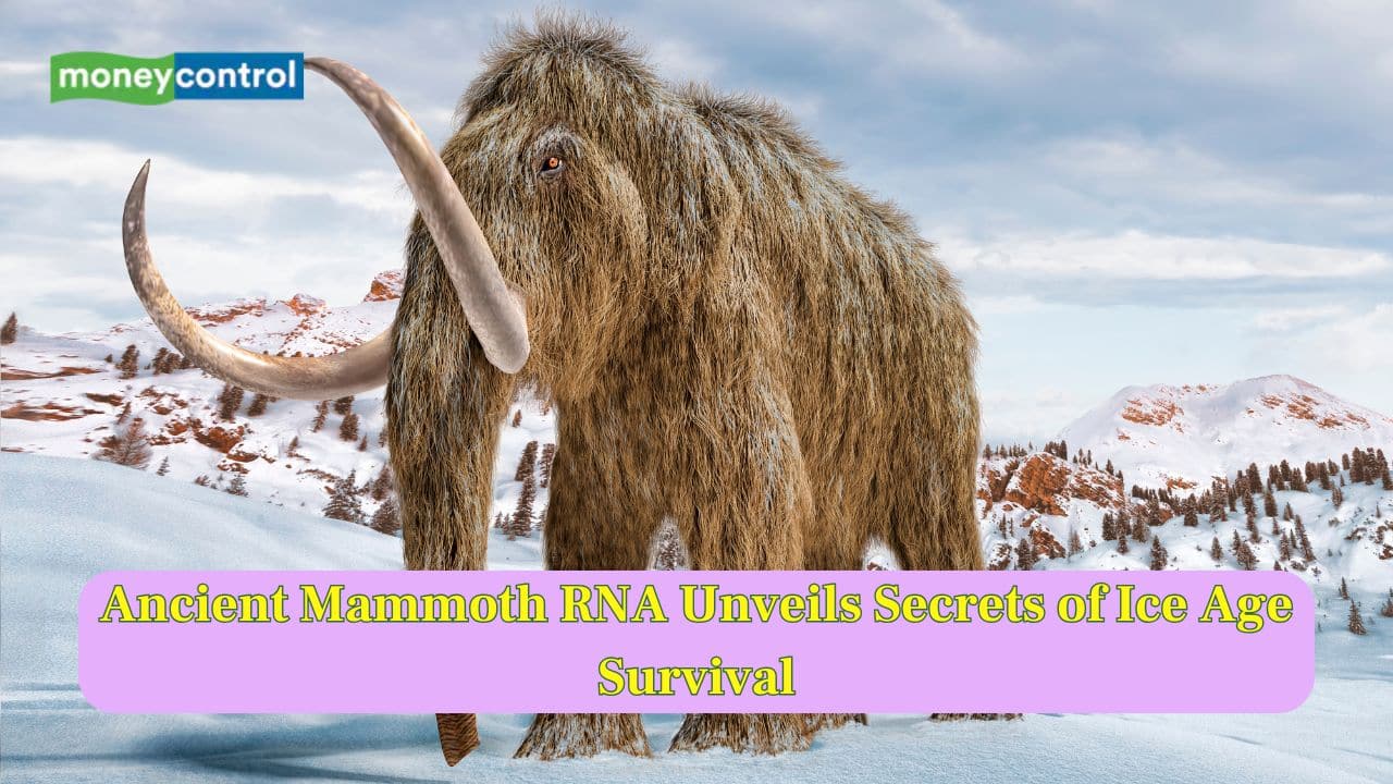 Ancient Mammoth RNA Reveals Powerful Insights into Ice Age Survival Secrets