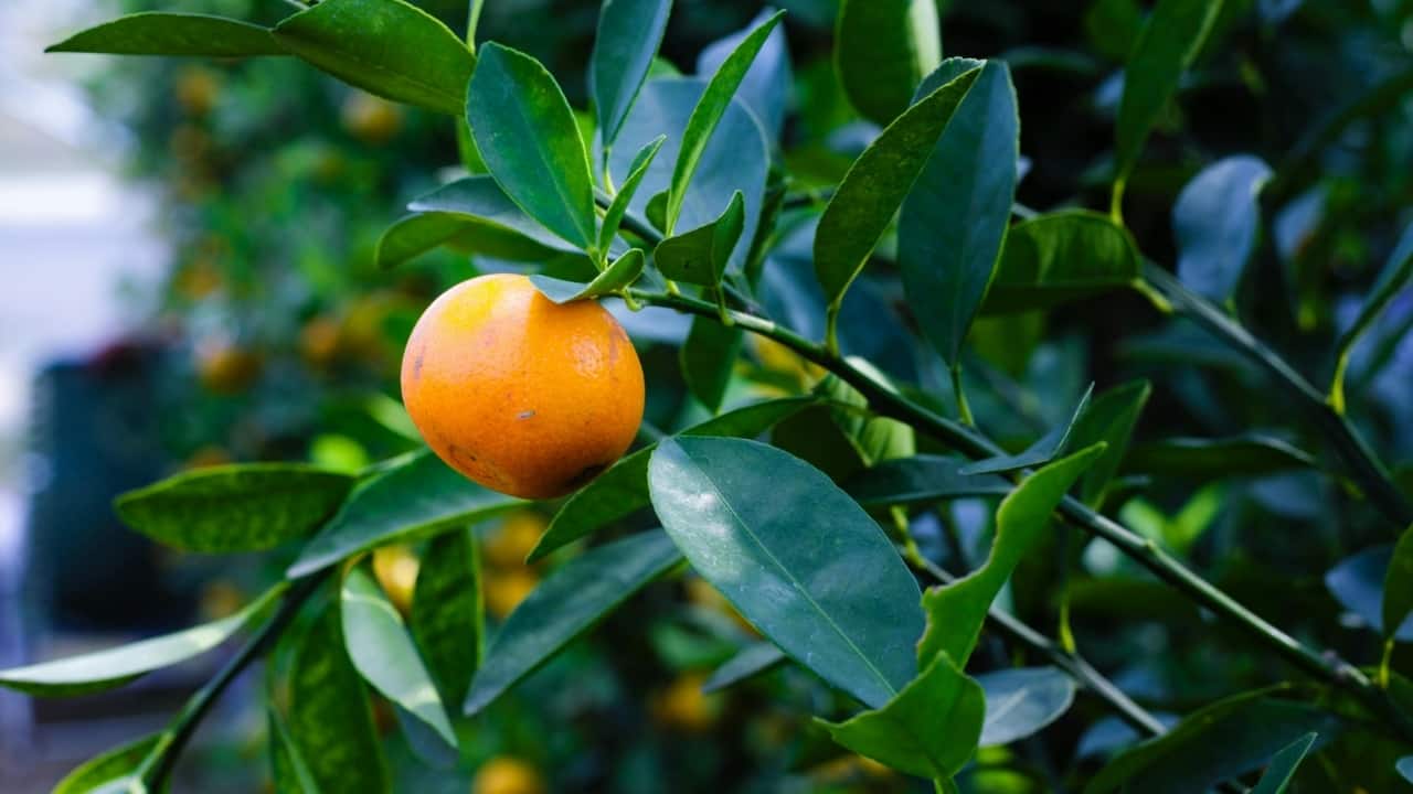 5 fruit plants you can easily grow in your balcony garden