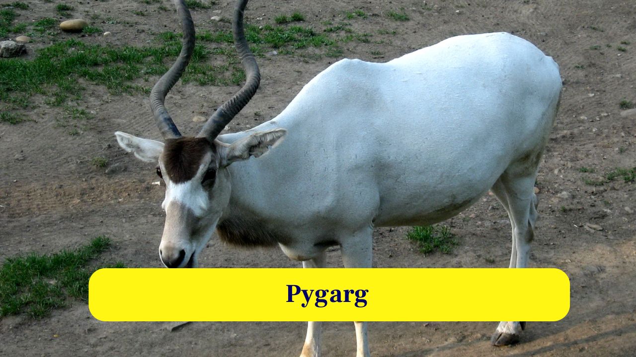 <strong>6. Pygarg:</strong> Known from Leviticus, translated from Greek Septuagint. It perhaps refers to a white‑rumped antelope like the addax. (Image: Canva)