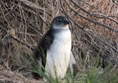 Scientists Warn: African Penguins enter risky zones when fish decline