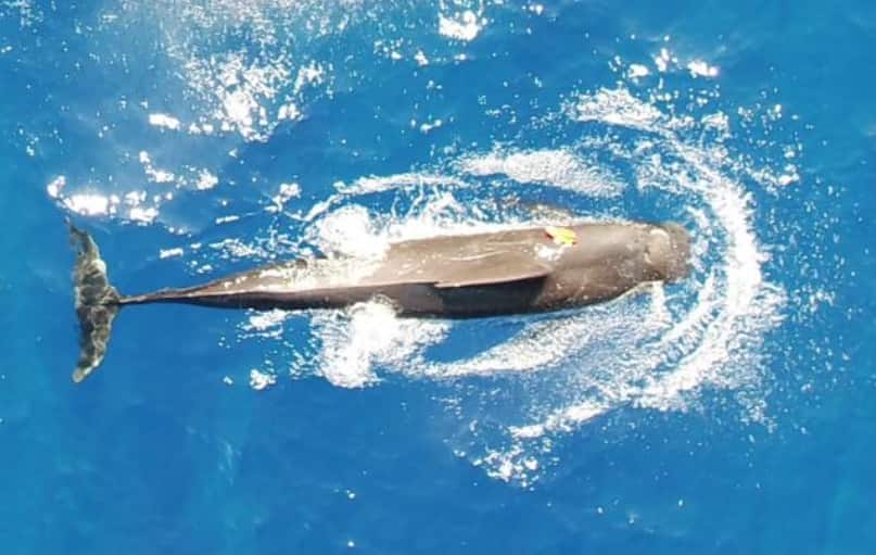 Study shows Hawaiian whales consume up to 202 squid a day